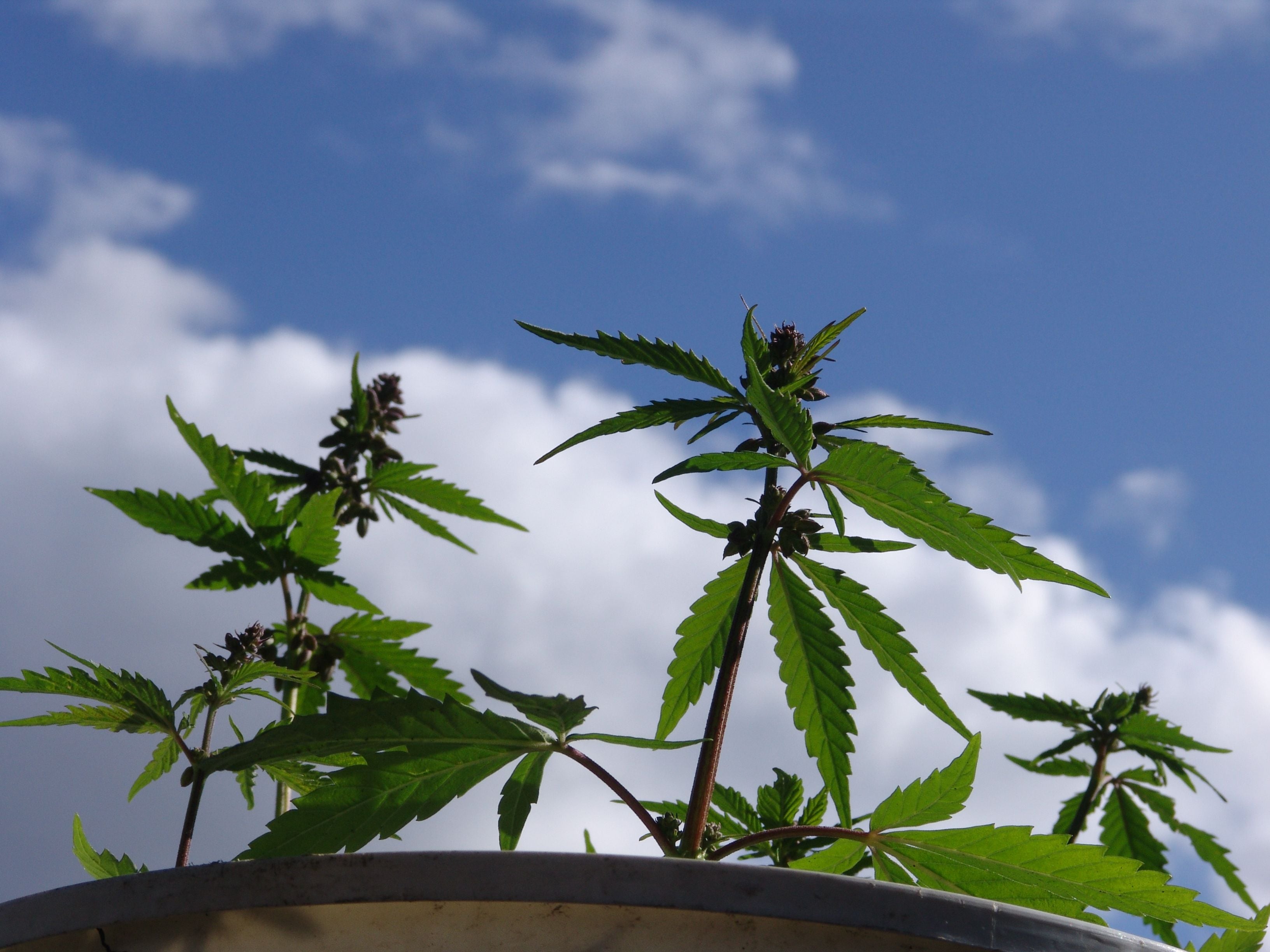 Chronic Biophiliac - Cannabis Leaves: A Growing Interior Design Trend! Chronic Biophiliac - Cannabis Leaves: A Growing Interior Design Trend!